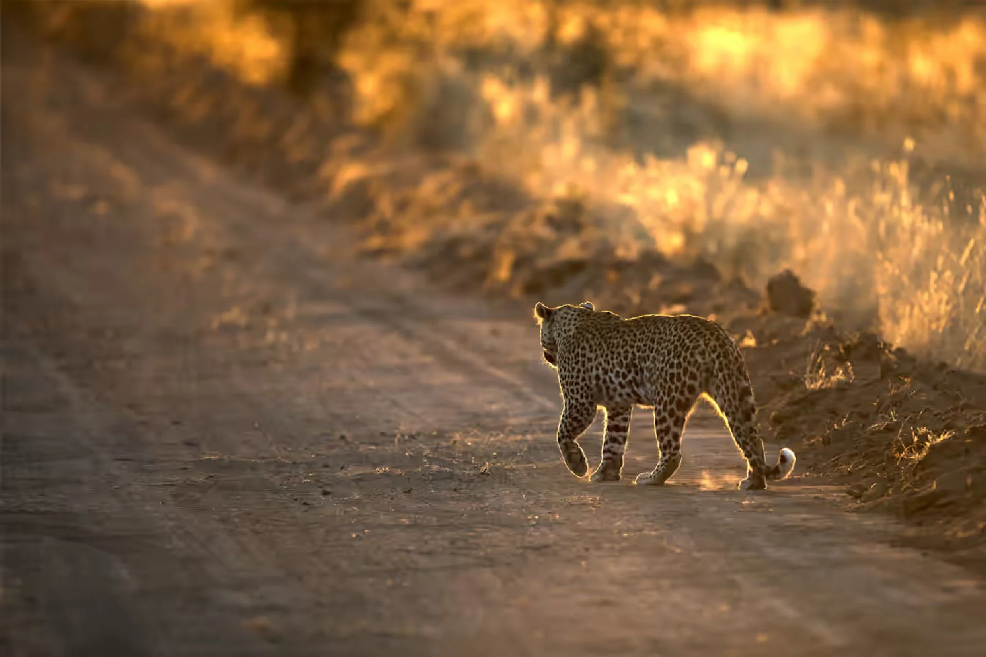 Central Serengeti Park