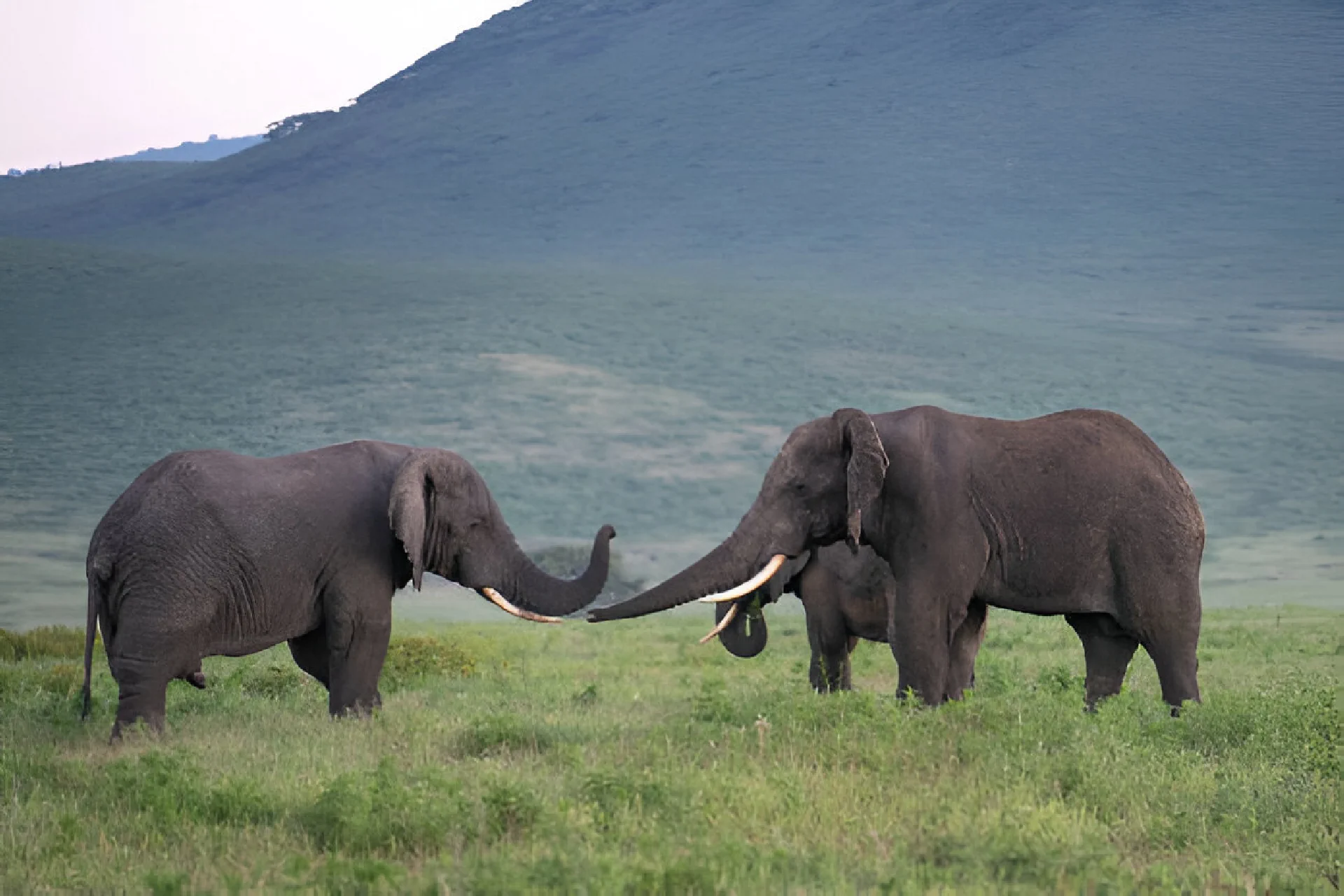 Ngorongoro Crater