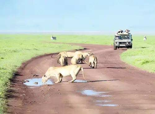 Serengeti & Ngorongoro Conservation