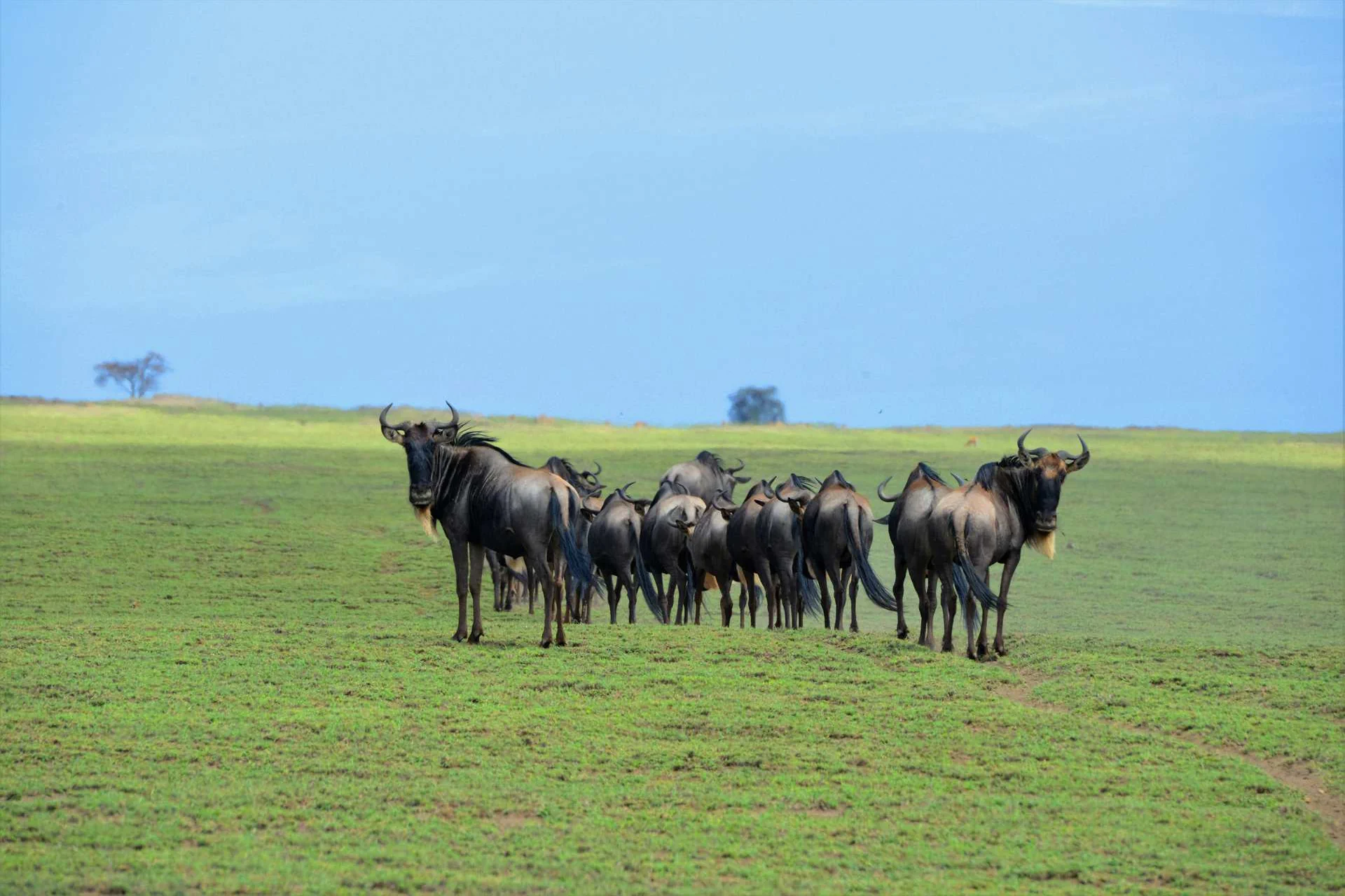 Serengeti – Ngorongoro Crater