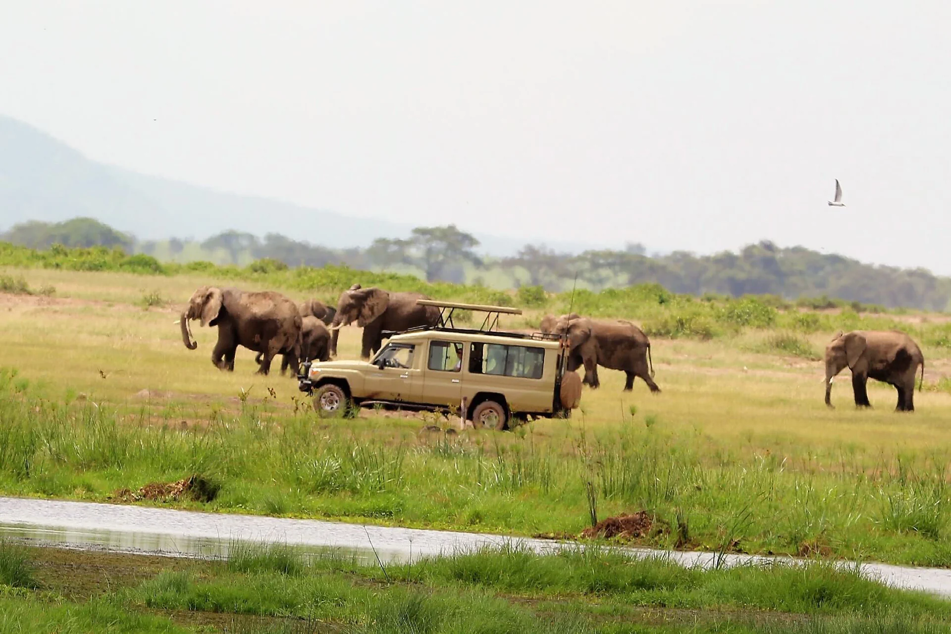game drive