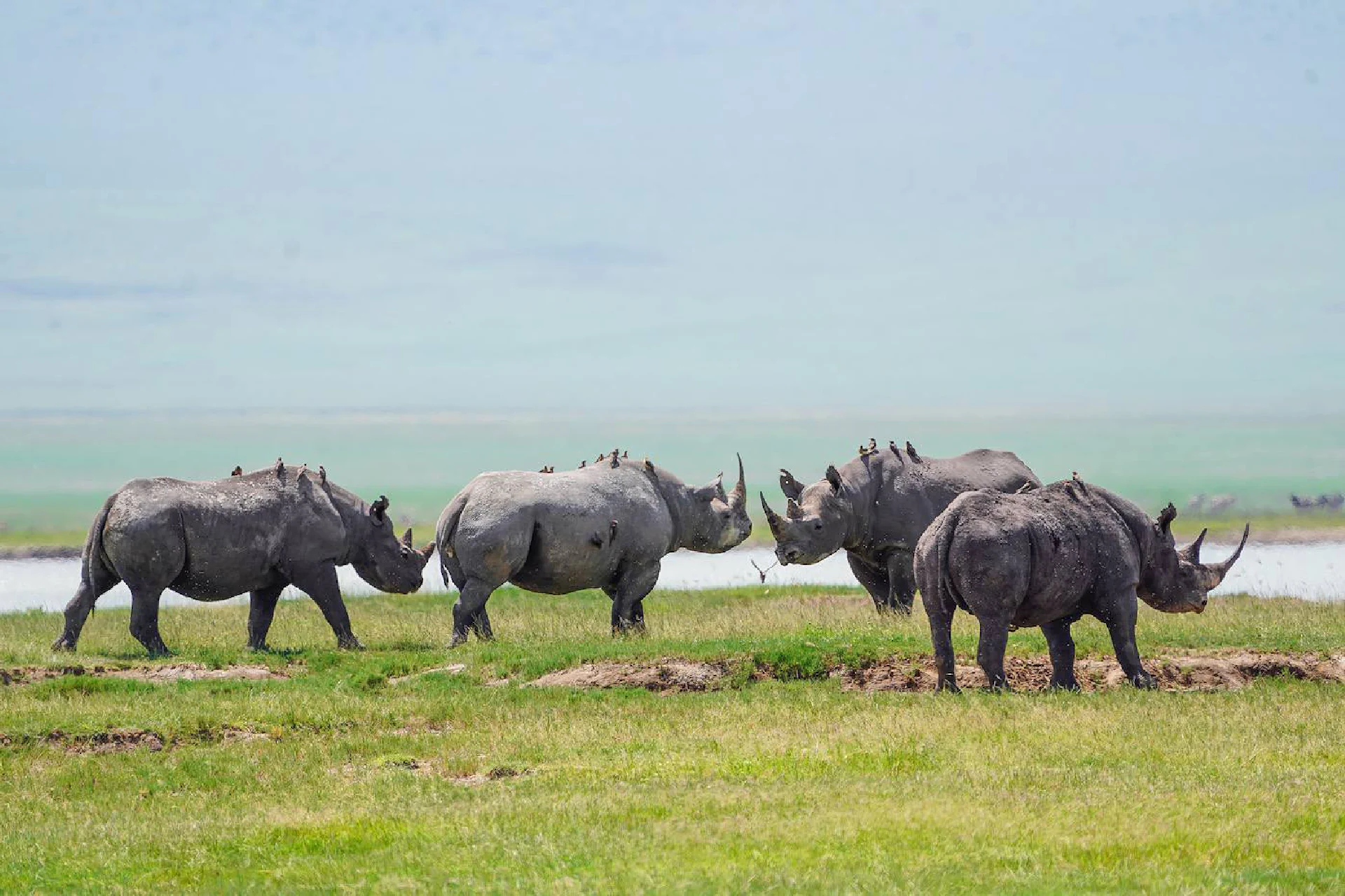 Ngorongoro Crater