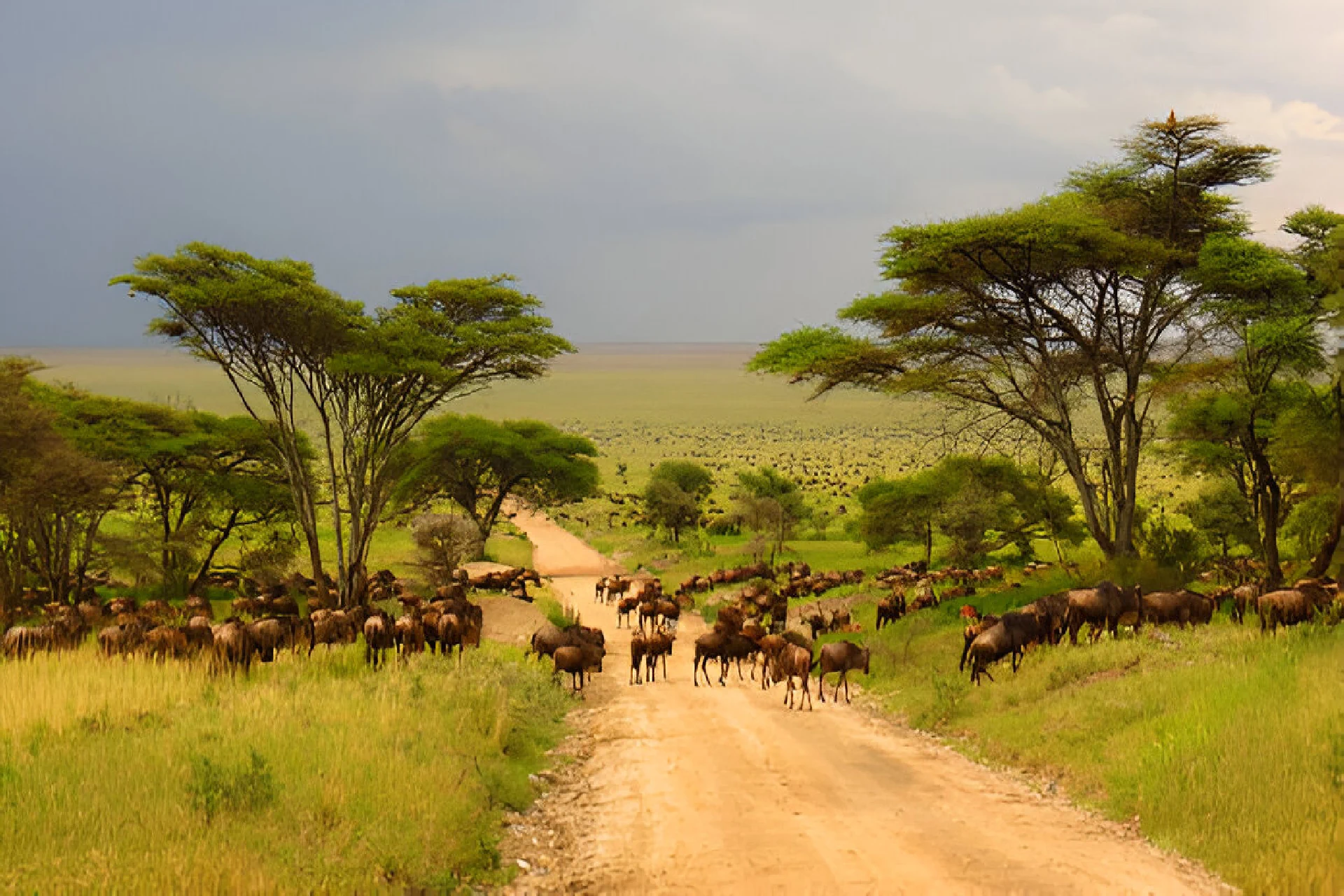 Serengeti & Ngorongoro Conservation