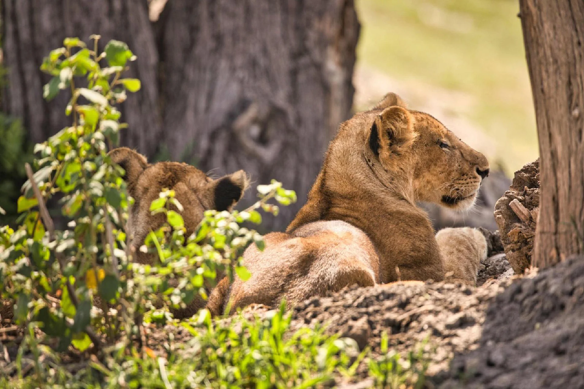 Ngorongoro Crater