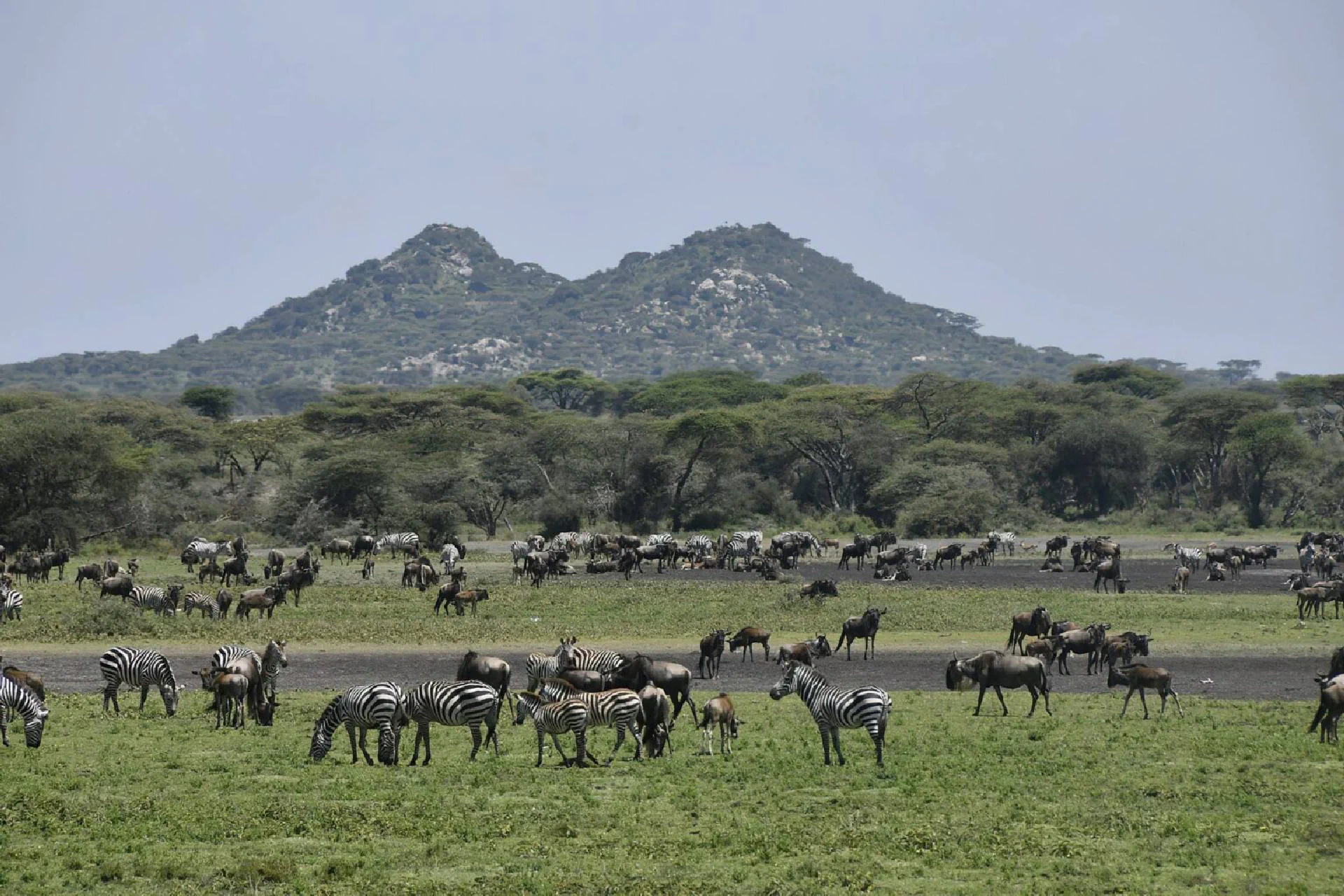 Serengeti - Ngorongoro Crater