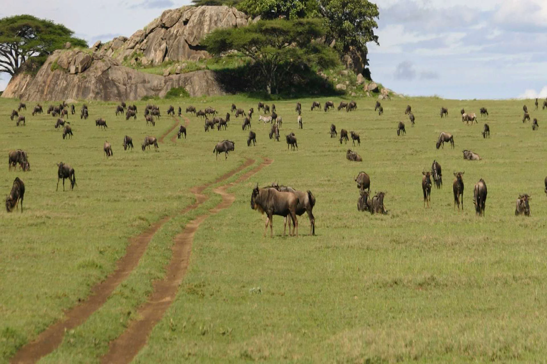 Central Serengeti Park