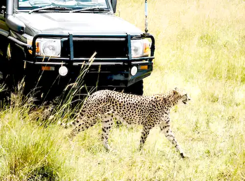 Ngorongoro Crater