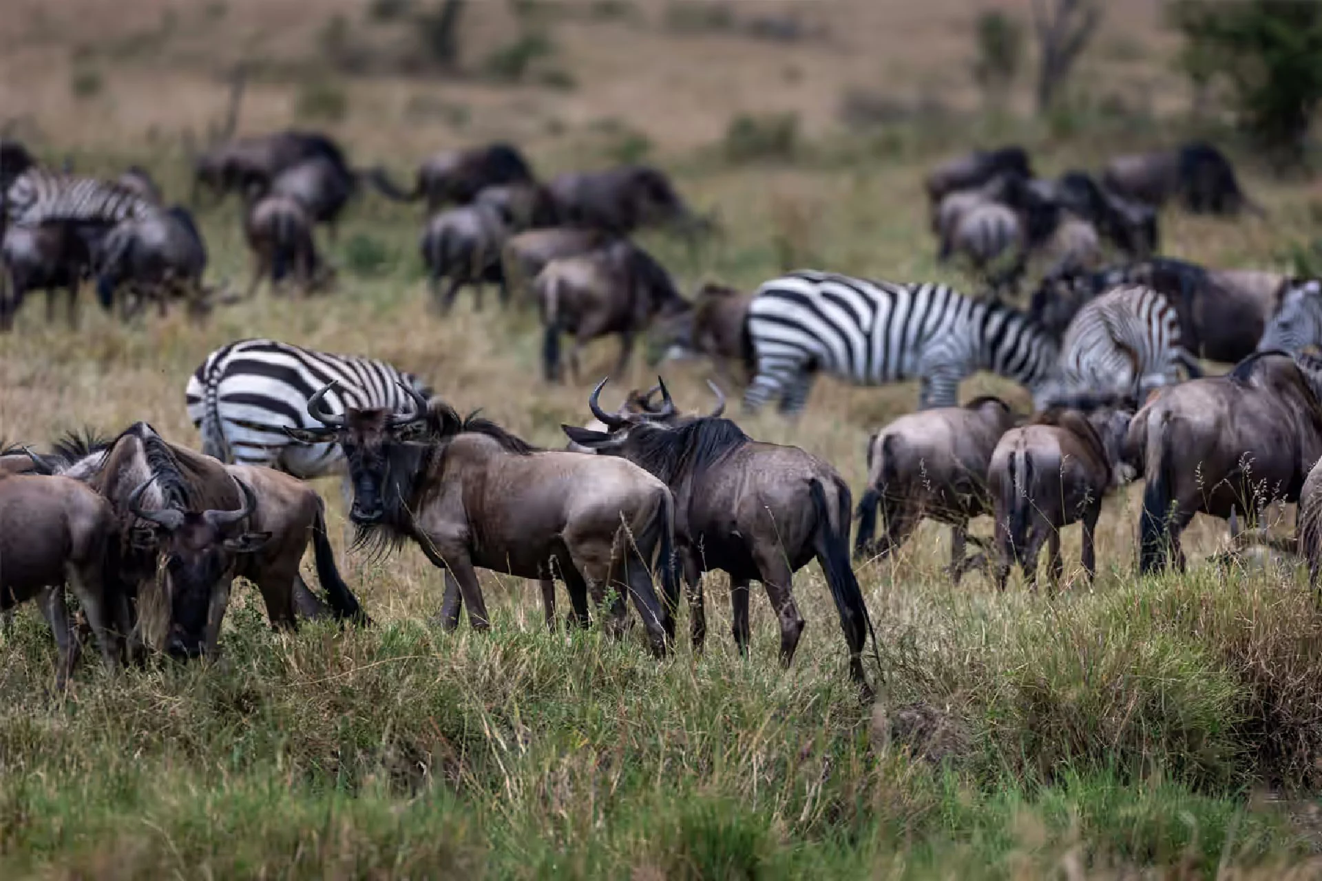 Serengeti - Ngorongoro Crater